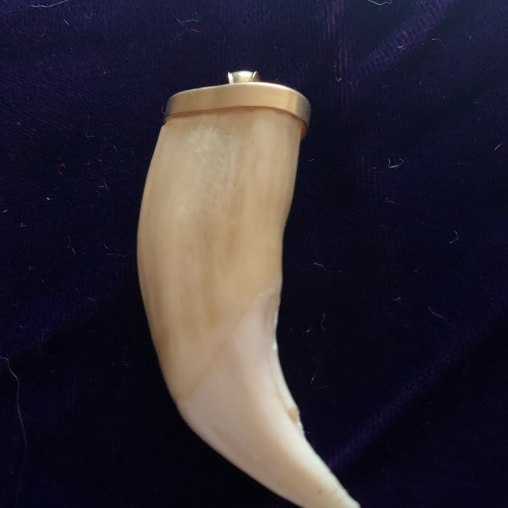 Bear tooth set in 14k gold